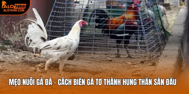 Mẹo Nuôi Gà Đá