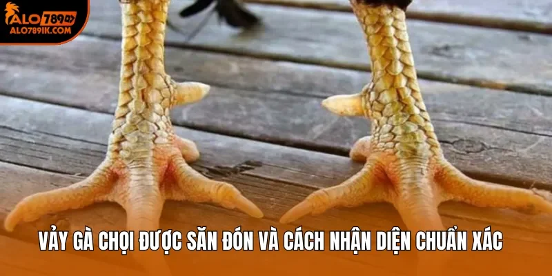 Vảy Gà Chọi